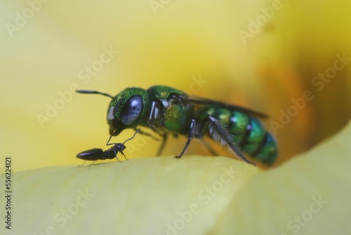 A Metallic Green Sweat Bee on a yellow flower petal .selective focus.macro view