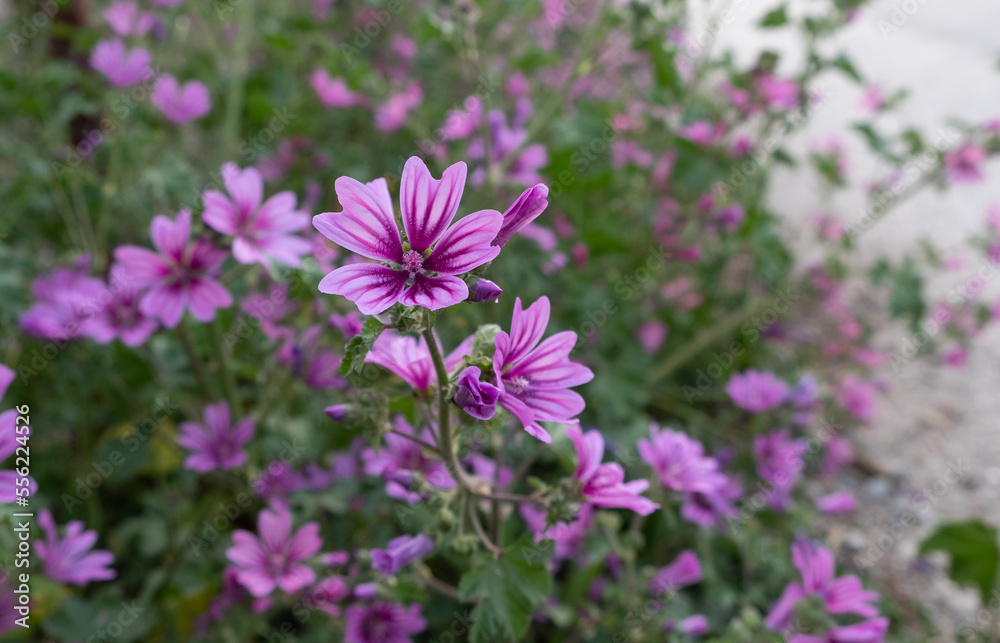 beautiful and aromatic african daisies flowers. beautiful and aromatic african daisies flowers.