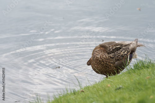 Female common duck on a lake shore cleaning feather
