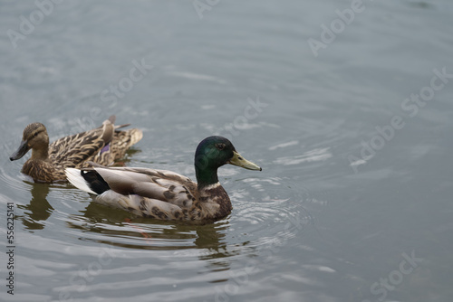 common ducks swimming in a lake