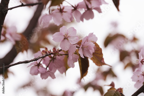 Closeup cherry blossom in a spring