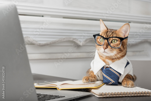 Fototapeta Naklejka Na Ścianę i Meble -  Charming cat in glasses working with a laptop.