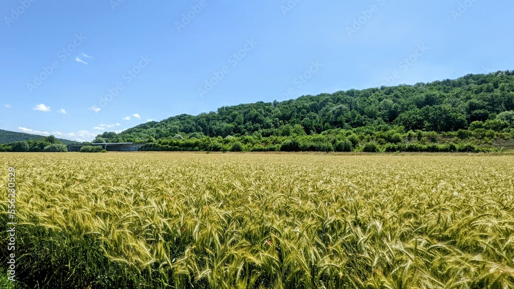 Feld voller Getreide (field of wheat)