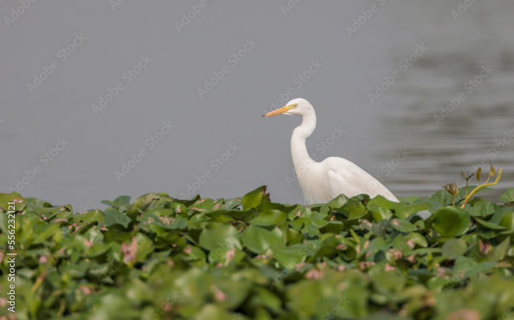 intermediate egret, median egret, smaller egret, or yellow-billed egret .It is a resident breeder from east Africa across the Indian subcontinent to Southeast Asia and Australia. intermediate egret, median egret, smaller egret, or yellow-billed egret .It is a resident breeder from east Africa across the Indian subcontinent to Southeast Asia and Australia.