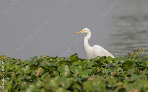 intermediate egret, median egret, smaller egret, or yellow-billed egret .It is a resident breeder from east Africa across the Indian subcontinent to Southeast Asia and Australia.