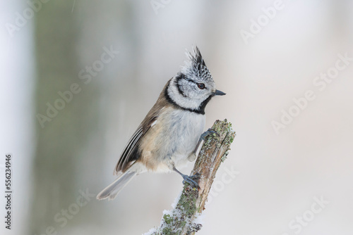 Crested Tit