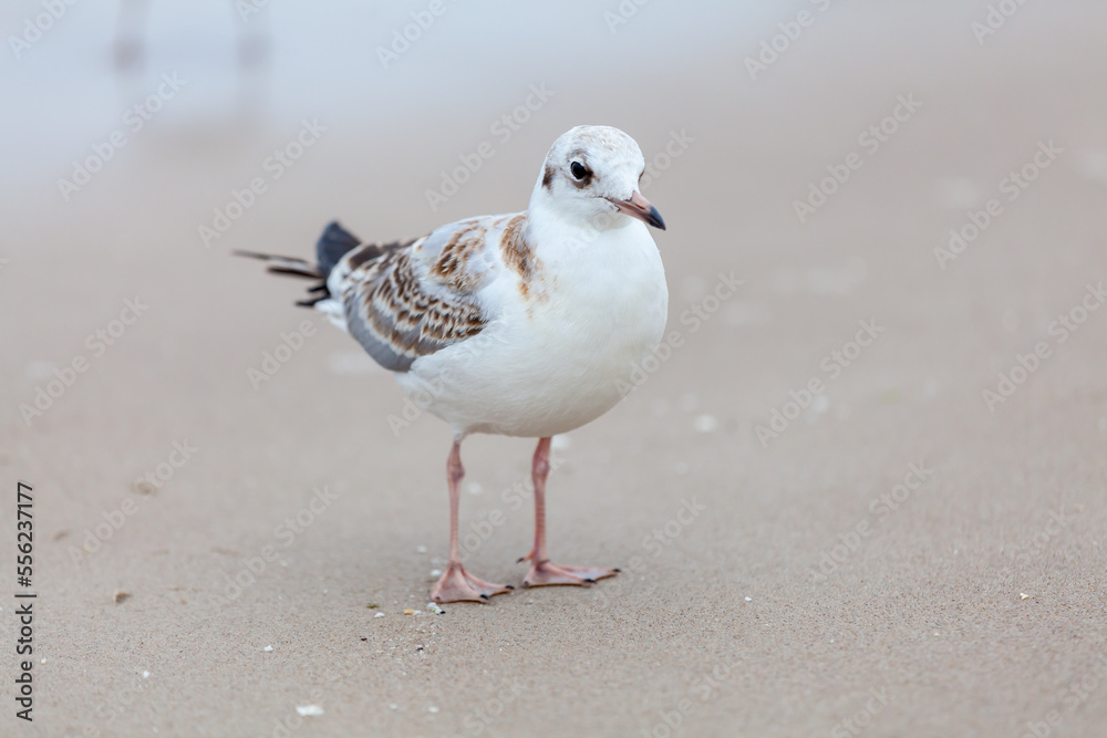 Seagull in the natural environment on the Baltic Sea. Seagull in the natural environment on the Baltic Sea.