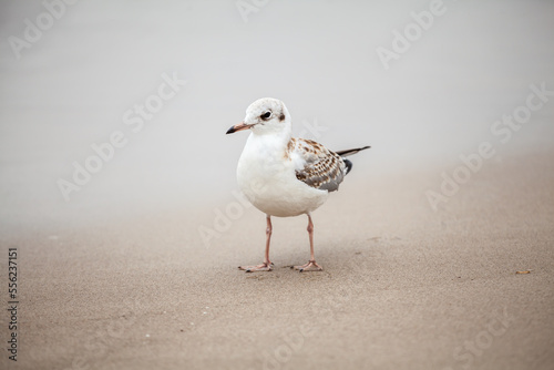 Fototapeta Naklejka Na Ścianę i Meble -  Seagull in the natural environment on the Baltic Sea.