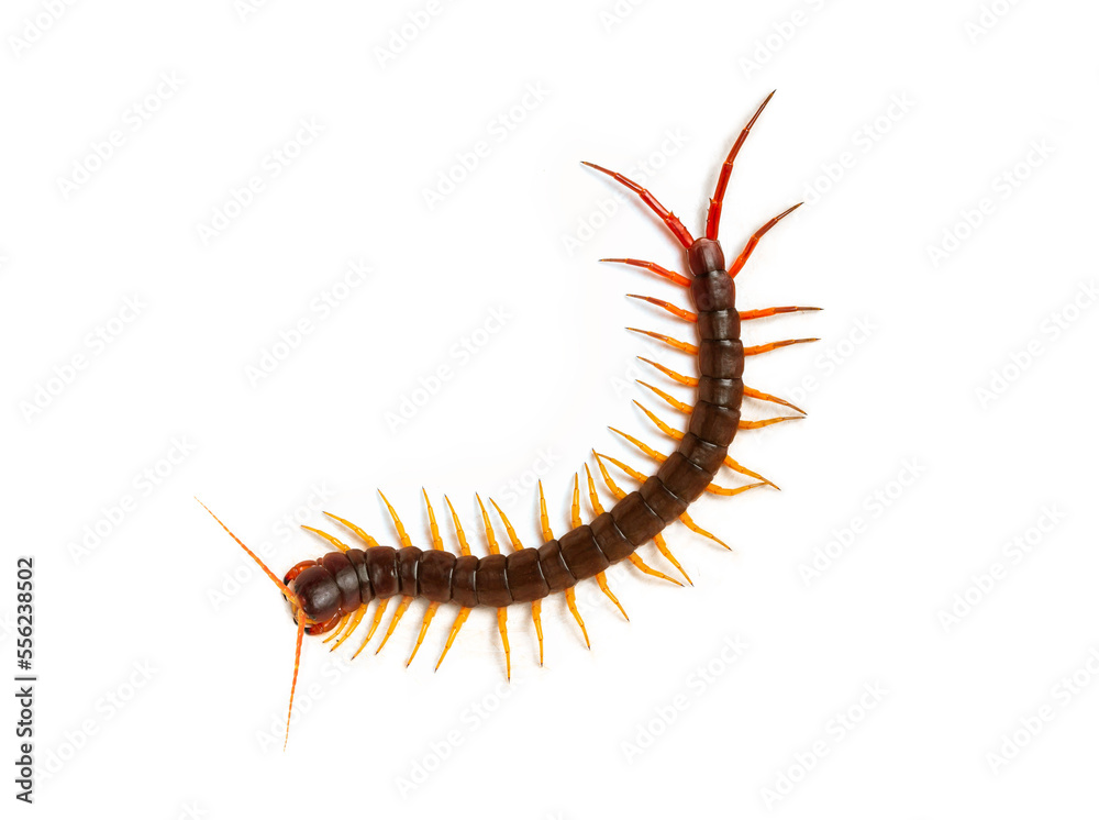centipede (Scolopendra sp.) Giant centipede isolated on white background. The top view of a living centipede, high resolution images shot in a studio room. centipede (Scolopendra sp.) Giant centipede isolated on white background. The top view of a living centipede, high resolution images shot in a studio room.