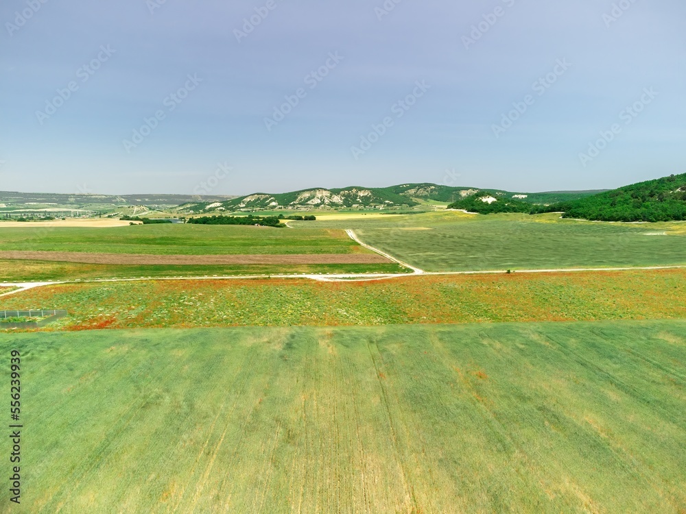 Obraz premium Aerial view on green wheat field in countryside. Field of wheat blowing in the wind like green sea. Young and green Spikelets. Ears of barley crop in nature. Agronomy, industry and food production.