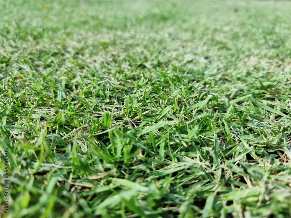 The background image is grass. Real grass football field. Take close-ups, macro shots, select a specific focus. The background image is grass. Real grass football field. Take close-ups, macro shots, select a specific focus.