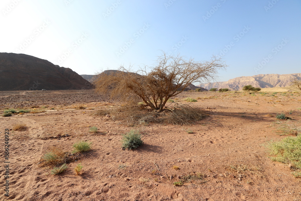 Naklejka premium The Negev is a desert in the Middle East, located in the south of Israel.