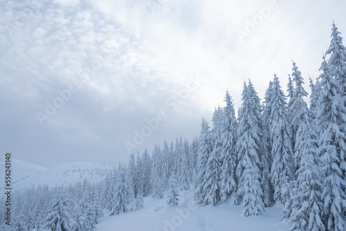 winter snowy trees in the mountains winter in the mountains © Ketrin