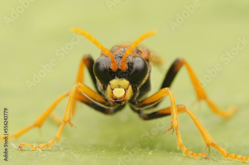 Closeup on the black and orange colored sawfly,Tenthredo campestris, sitting on a green leaf