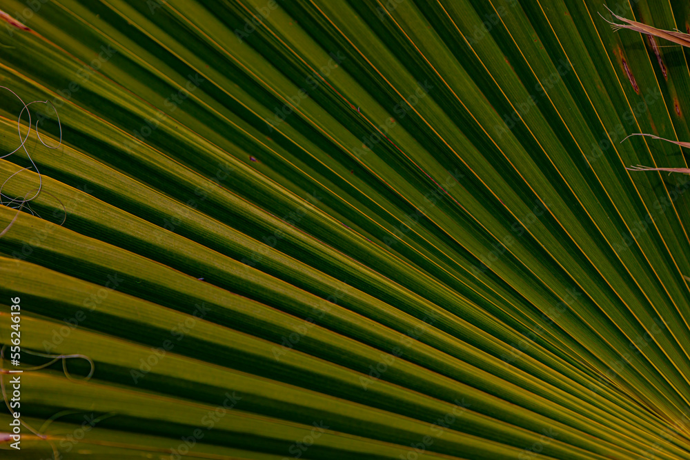 palm leaf background close up palm leaf background close up