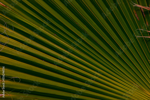 palm leaf background close up © AlexTow