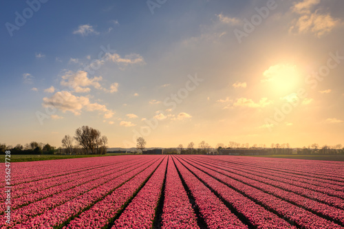 Landscape of bulb fields / flower fields of pink tulips in The Netherlands at sunset.
