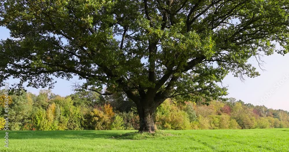 oak with green foliage in the field, a field with green grass and an old oak in the autumn season oak with green foliage in the field, a field with green grass and an old oak in the autumn season
