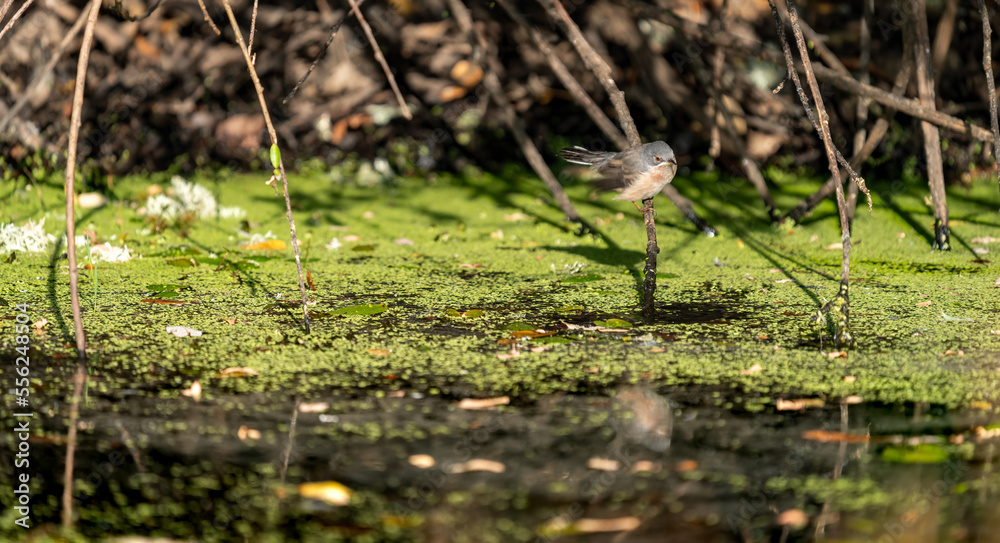 Bird looking into the mirror of the river Bird looking into the mirror of the river