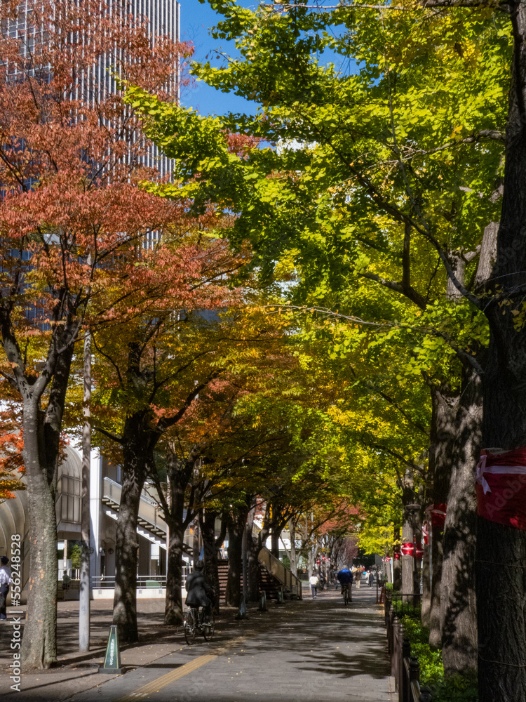 大阪の街を彩る秋の紅葉