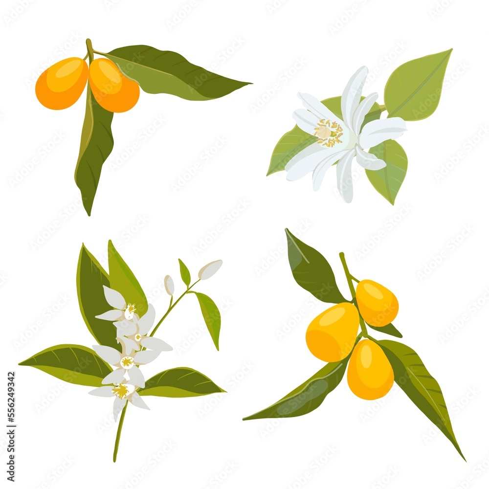 Twigs of a blossoming orange tree with leaves, fruits and flowers set on a white background, digital drawing. Twigs of a blossoming orange tree with leaves, fruits and flowers set on a white background, digital drawing.