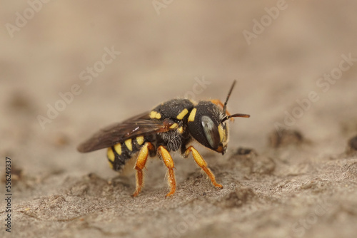 Closeup on the cute, small but rare photographed Mediterranean carder bee, Pseudoanthidium stigmaticorne © Henk