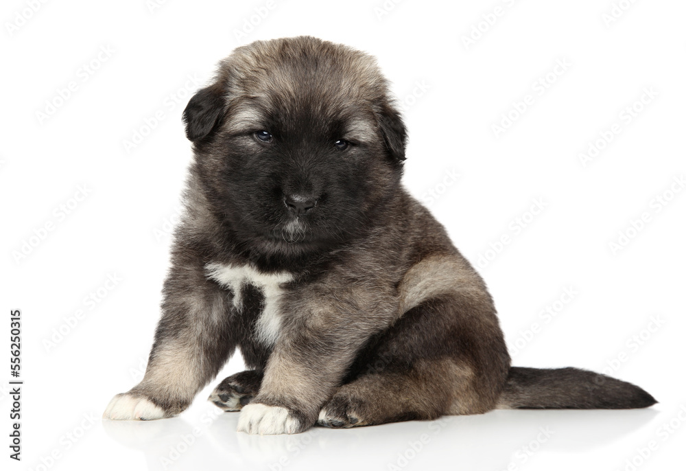 Caucasian Shepherd puppy Caucasian Shepherd puppy