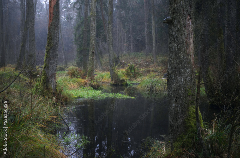 Obraz premium Uroczysko