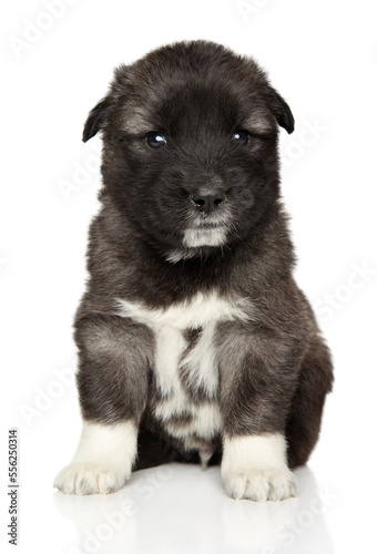 Caucasian shepherd puppy sits on white background