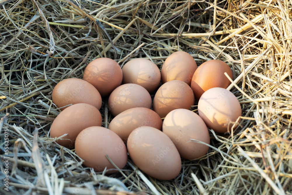 Easter eggs on wooden straw background in the early morning on Easter Holiday. 