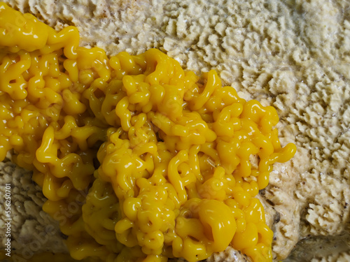 Fotografie Myxomyceten-Plasmodium (Physarum polycephalum)