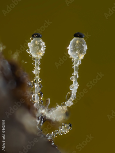 Pillenwerfer (Pilobolus kleinii) Höhe ca. 1mm photo