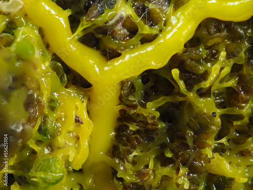 Myxomyceten-Plasmodium (Physarum polycephalum)
