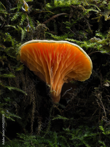 Pilz auf Totholz im Eifelwald