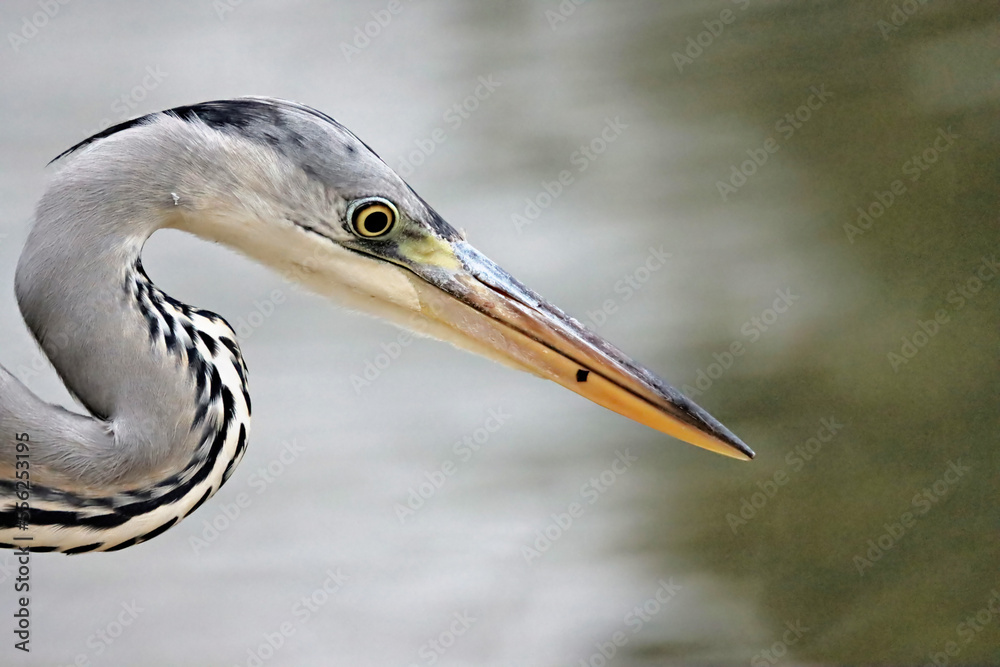 Heron Heron
