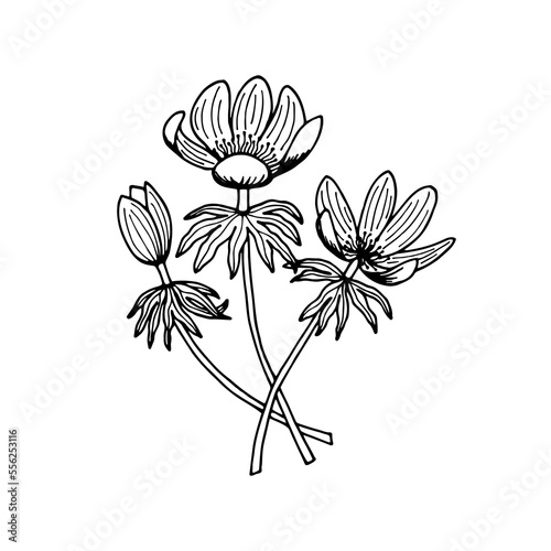 Fototapeta Naklejka Na Ścianę i Meble -  Erantis wintering flowers. Vector stock illustration eps10. Outline, isolate on white background. Hand drawn.
