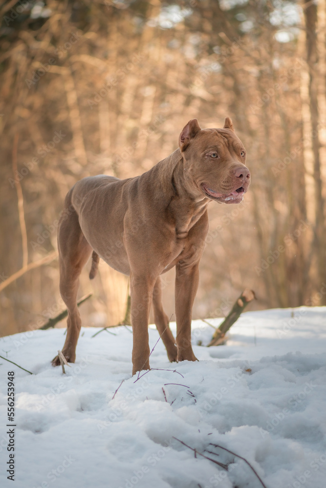 Portrait of a young beautiful thoroughbred American Pit Bull Terrier in the winter forest.