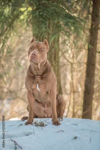 Portrait of a young beautiful thoroughbred American Pit Bull Terrier in the winter forest.