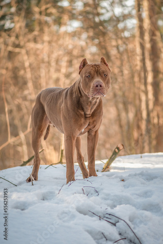 Portrait of a young beautiful thoroughbred American Pit Bull Terrier in the winter forest.