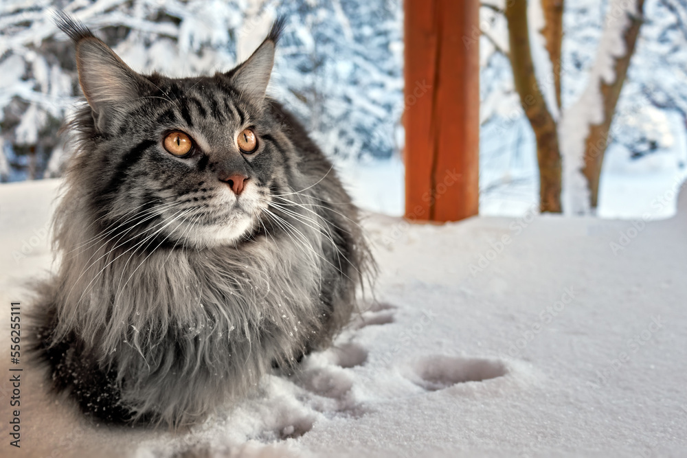 Beautiful portrait of silver maine coon cat in winter sunny snowy park on frost winter background. Copy space.