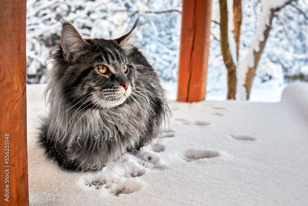 Beautiful portrait of silver maine coon cat in winter sunny snowy park on frost winter background. Copy space.
