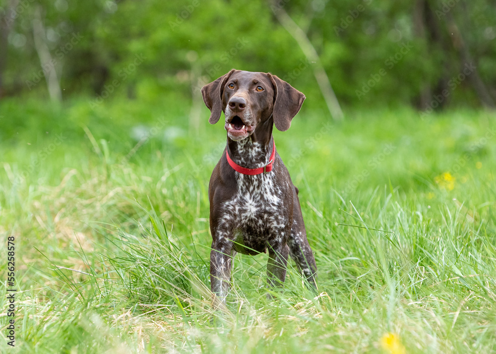 Hunting dog German smooth-haired hound stands surprised in a field on a green lawn