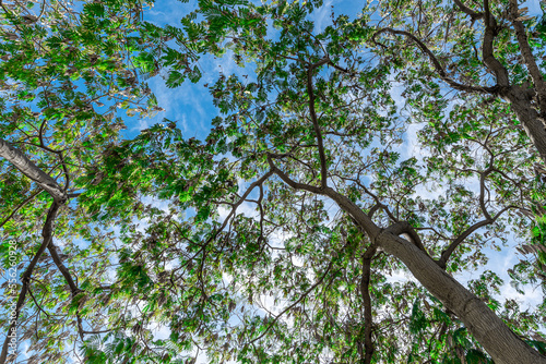 Canopies of trees and blue sky. Branches with green leaves photographed from below in Los Angeles.