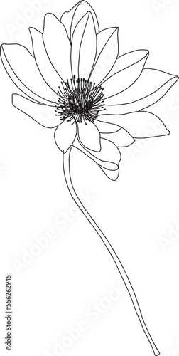 Flower linear illustration. Twig silhouette. Plant coloring element. Floral element isolated