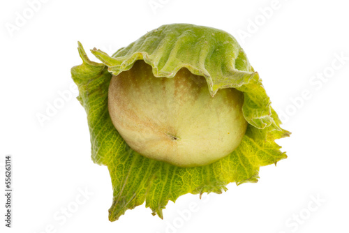 hazel nut in shell isolated