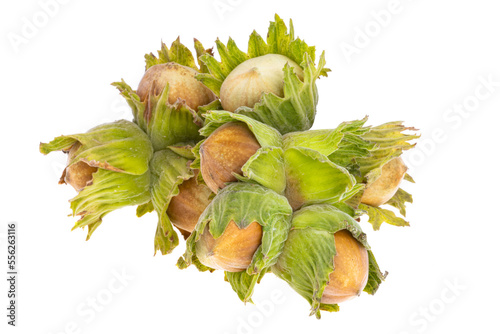 hazel nut in shell isolated