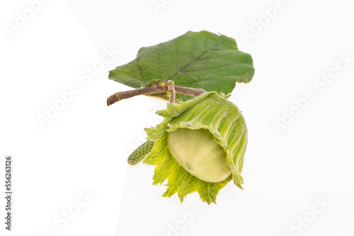 hazel nut in shell isolated