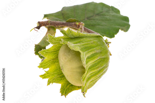 hazel nut in shell isolated