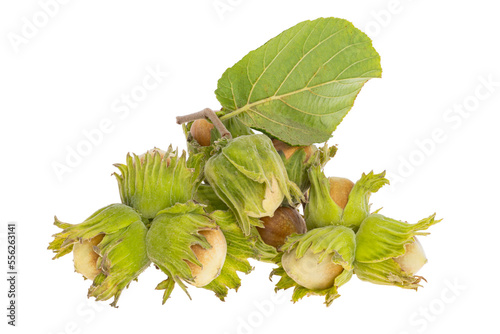 hazel nut in shell isolated