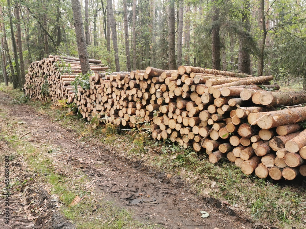 stack of firewood